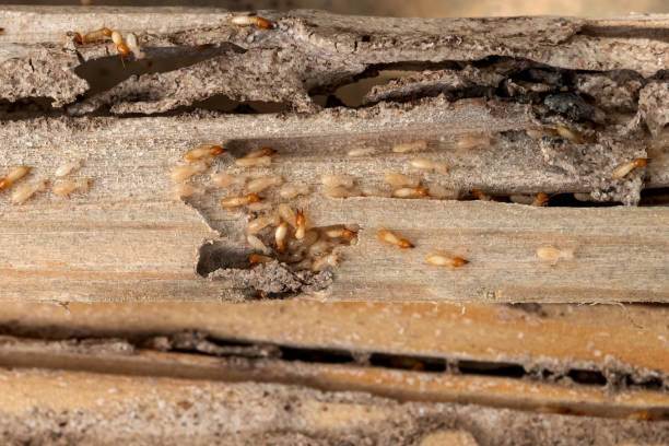 Best Mosquito Control Services  in Morris, IL
