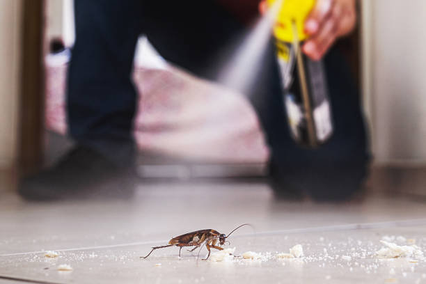 Wasp Removal Services in Morris, IL
